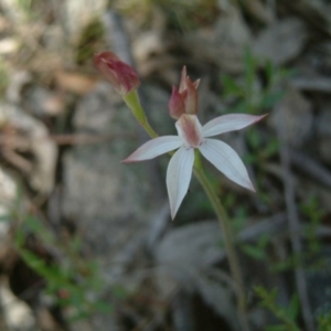 Caladenia moschata at Farrer Ridge - suppressed