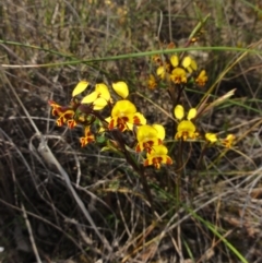 Diuris semilunulata (Late Leopard Orchid) at QPRC LGA - 22 Oct 2014 by KGroeneveld