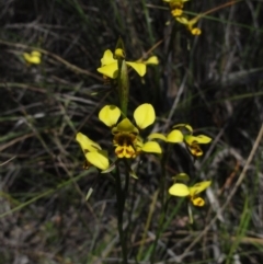 Diuris sulphurea (Tiger Orchid) at QPRC LGA - 22 Oct 2014 by KGroeneveld