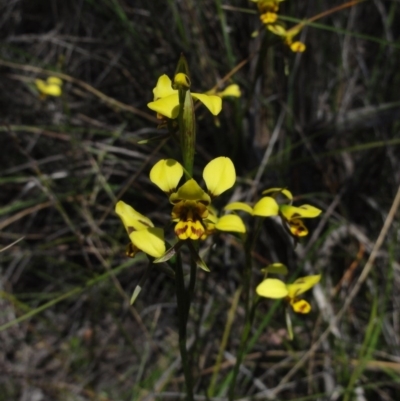 Diuris sulphurea (Tiger Orchid) at Queanbeyan West, NSW - 22 Oct 2014 by KGroeneveld