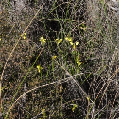 Diuris sulphurea (Tiger Orchid) at QPRC LGA - 22 Oct 2014 by KGroeneveld