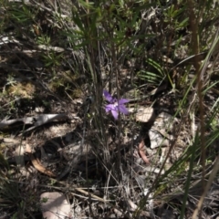 Glossodia major (Wax Lip Orchid) at QPRC LGA - 22 Oct 2014 by KGroeneveld