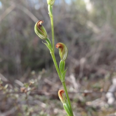 Speculantha rubescens (Blushing Tiny Greenhood) at QPRC LGA - 14 Apr 2014 by KGroeneveld