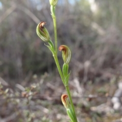 Speculantha rubescens (Blushing Tiny Greenhood) at Queanbeyan West, NSW - 14 Apr 2014 by KGroeneveld