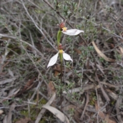 Eriochilus cucullatus (Parson's Bands) at QPRC LGA - 6 Apr 2014 by KGroeneveld