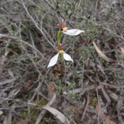 Eriochilus cucullatus (Parson's Bands) at Bicentennial Park - 6 Apr 2014 by KGroeneveld