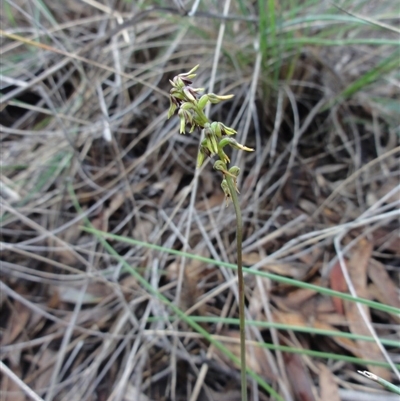 Corunastylis clivicola at Karabar, NSW - 6 Apr 2014 by KGroeneveld