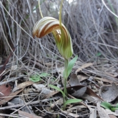 Diplodium truncatum (Little Dumpies, Brittle Greenhood) at QPRC LGA - 7 Apr 2014 by KGroeneveld