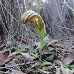 Diplodium truncatum at Queanbeyan West, NSW - 7 Apr 2014