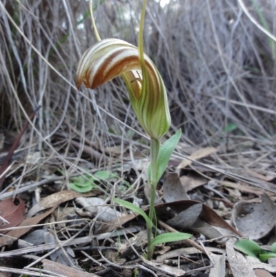 Diplodium truncatum (Little Dumpies, Brittle Greenhood) at QPRC LGA - 7 Apr 2014 by KGroeneveld