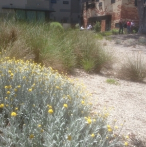 Chrysocephalum apiculatum at Acton, ACT - 30 Oct 2014