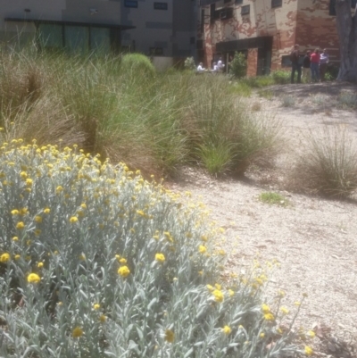 Chrysocephalum apiculatum (Common Everlasting) at Australian National University - 29 Oct 2014 by TimYiu