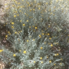 Chrysocephalum apiculatum at Acton, ACT - 30 Oct 2014 12:00 AM