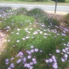 Brachyscome Multifida Sightings Canberra Nature Map