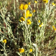 Chrysocephalum apiculatum (Common Everlasting) at Fraser, ACT - 30 Oct 2014 by ClubFED