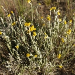 Chrysocephalum apiculatum at Fraser, ACT - 30 Oct 2014