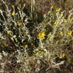 Chrysocephalum apiculatum at Fraser, ACT - 30 Oct 2014