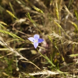 Wahlenbergia stricta subsp. stricta at Fraser, ACT - 30 Oct 2014