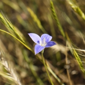 Wahlenbergia stricta subsp. stricta at Fraser, ACT - 30 Oct 2014