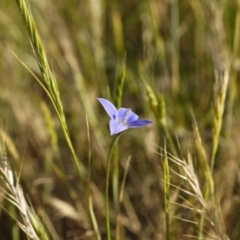 Wahlenbergia stricta subsp. stricta at Fraser, ACT - 30 Oct 2014