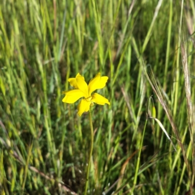 Goodenia pinnatifida (Scrambled Eggs) at Dunlop, ACT - 30 Oct 2014 by ClubFED