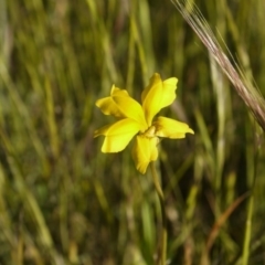 Goodenia pinnatifida at Dunlop, ACT - 30 Oct 2014 05:46 PM