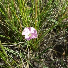 Convolvulus angustissimus subsp. angustissimus (Australian Bindweed) at Dunlop Grasslands - 30 Oct 2014 by ClubFED
