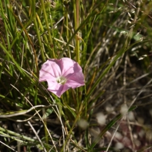 Convolvulus angustissimus subsp. angustissimus at Dunlop, ACT - 30 Oct 2014 05:32 PM