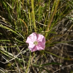 Convolvulus angustissimus subsp. angustissimus at Dunlop, ACT - 30 Oct 2014 05:32 PM