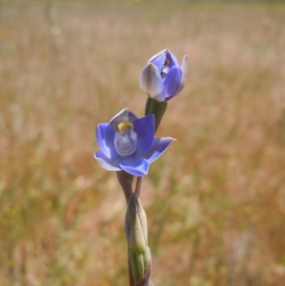 Thelymitra (Genus) (Sun Orchid) at Goorooyarroo NR (ACT) - 30 Oct 2014 by lyndsey