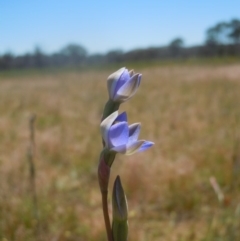 Thelymitra sp. at Goorooyarroo NR (ACT) - 30 Oct 2014