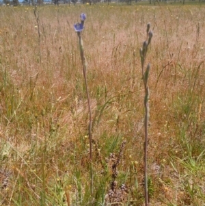 Thelymitra sp. at Goorooyarroo NR (ACT) - suppressed