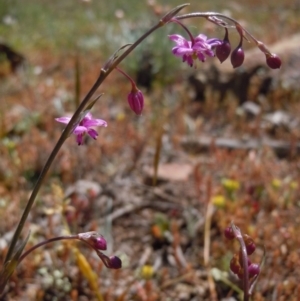 Arthropodium minus at Majura, ACT - 3 Oct 2014