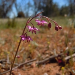 Arthropodium minus at Majura, ACT - 3 Oct 2014