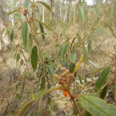 Pomaderris intermedia (Golden Pomaderris) at Black Mountain - 30 Mar 2016 by MichaelMulvaney