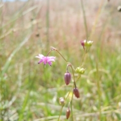 Arthropodium minus (Small Vanilla Lily) at Goorooyarroo NR (ACT) - 29 Oct 2014 by lyndsey