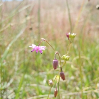 Arthropodium minus (Small Vanilla Lily) at Goorooyarroo NR (ACT) - 29 Oct 2014 by lyndsey