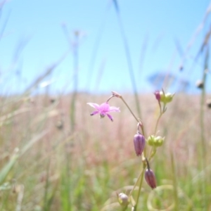 Arthropodium minus at Gungahlin, ACT - 29 Oct 2014