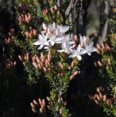 Calytrix tetragona (Common Fringe-myrtle) at Paddys River, ACT - 22 Oct 2014 by michaelb