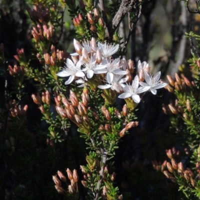 Calytrix tetragona (Common Fringe-myrtle) at Paddys River, ACT - 22 Oct 2014 by MichaelBedingfield