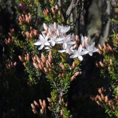 Calytrix tetragona (Common Fringe-myrtle) at Pine Island to Point Hut - 22 Oct 2014 by michaelb
