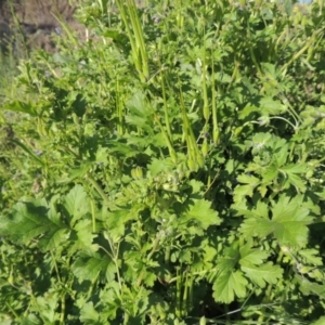 Erodium crinitum at Paddys River, ACT - 30 Sep 2014 10:27 AM