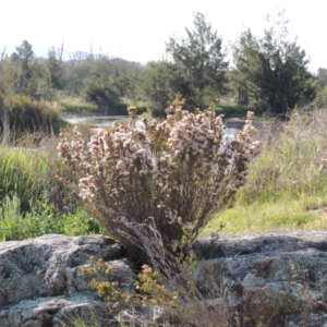 Calytrix tetragona at Paddys River, ACT - 22 Oct 2014