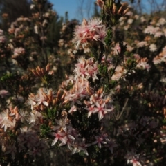 Calytrix tetragona at Paddys River, ACT - 22 Oct 2014 05:52 PM