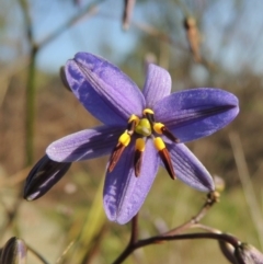 Dianella revoluta var. revoluta (Black-Anther Flax Lily) at Pine Island to Point Hut - 22 Oct 2014 by MichaelBedingfield