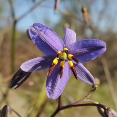 Dianella revoluta var. revoluta (Black-Anther Flax Lily) at Pine Island to Point Hut - 22 Oct 2014 by MichaelBedingfield