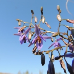 Dianella revoluta var. revoluta at Pine Island to Point Hut - 22 Oct 2014 06:01 PM