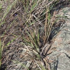 Dianella revoluta var. revoluta at Pine Island to Point Hut - 22 Oct 2014 06:01 PM