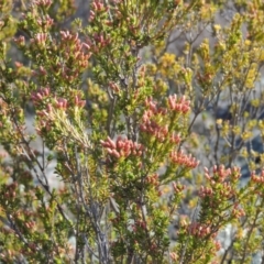 Calytrix tetragona (Common Fringe-myrtle) at Pine Island to Point Hut - 22 Oct 2014 by MichaelBedingfield