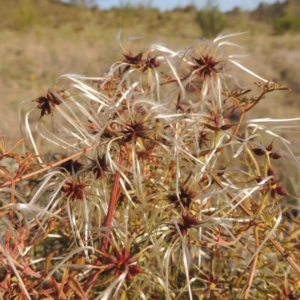 Clematis leptophylla at Pine Island to Point Hut - 22 Oct 2014 06:04 PM